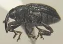 Idiostethus subcalvus - photo 4