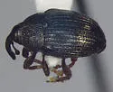Idiostethus tubulatus