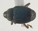 Idiostethus tubulatus - photo 2