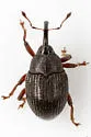 Idiostethus tubulatus - photo 3