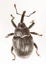 Idiostethus tubulatus - photo 4