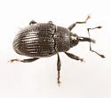 Idiostethus tubulatus - photo 5