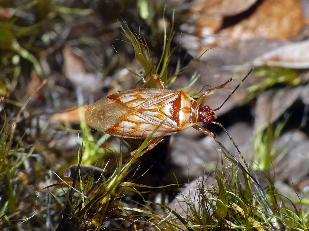 Idiostolidae - photo 2