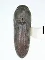 Idiotarsus errans - Idiotarsus errans