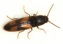 Idolus bigeminatus
