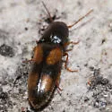 Idolus bigeminatus - photo 2