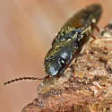 Idolus bigeminatus - photo 3