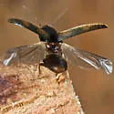 Idolus bigeminatus - photo 4