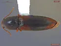 Idolus debilis