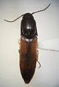 Idolus occidentalis - photo 3