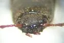 Idolus occidentalis - photo 4