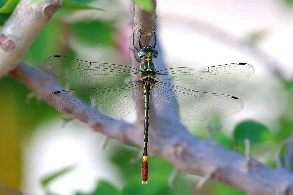 Idomacromiidae - photo 3