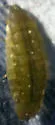 Idotea balthica