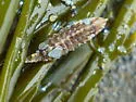 Idotea phosphorea