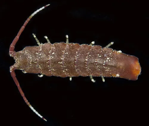 Idotea urotoma