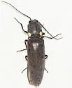 Ignelater havaniensis - photo 3