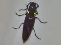 Ignelater havaniensis - photo 4