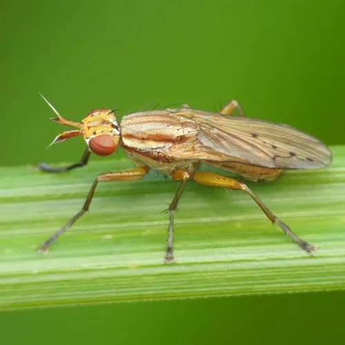 Ilione albiseta