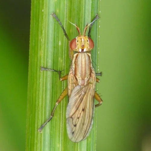 Ilione albiseta - photo 2