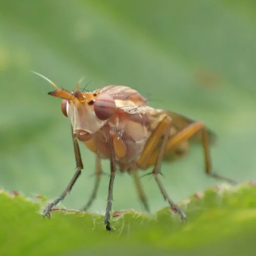 Ilione albiseta - photo 3