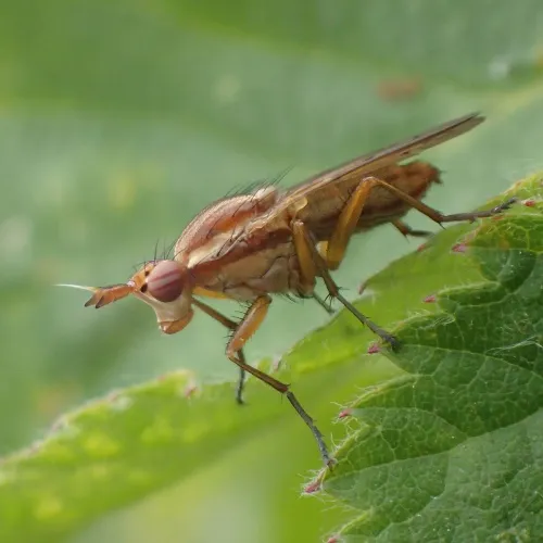 Ilione albiseta - photo 4