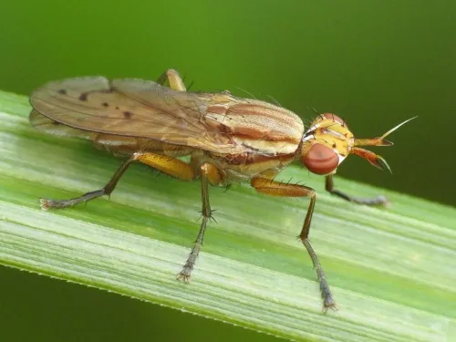 Ilione albiseta - photo 5