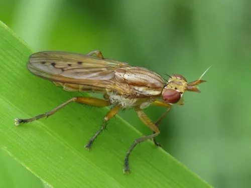 Ilione albiseta - photo 6