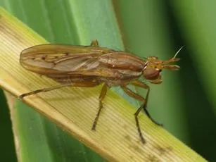Ilione albiseta - photo 7