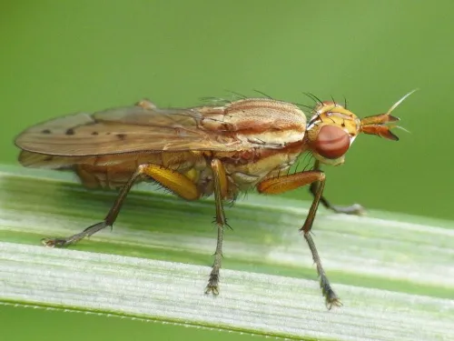 Ilione albiseta - photo 8