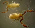 Illinichernes distinctus