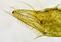 Illinichernes distinctus - photo 2