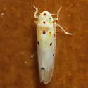 Illinigina illinoiensis