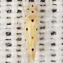 Illinigina illinoiensis - photo 2