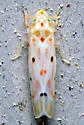 Illinigina illinoiensis - photo 4