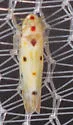 Illinigina illinoiensis - photo 5