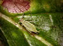 Illinoia crystleae