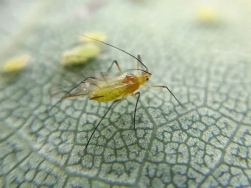 Illinoia liriodendri