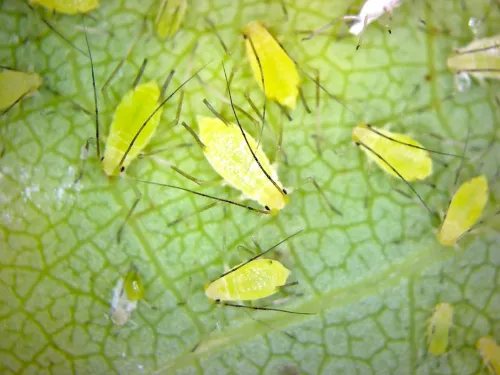 Illinoia liriodendri - photo 2