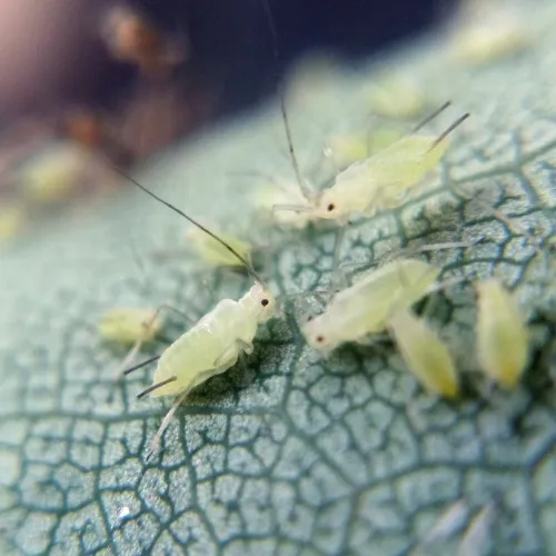 Illinoia liriodendri - photo 3