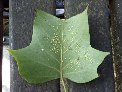 Illinoia liriodendri - photo 4
