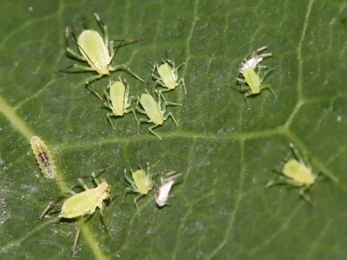 Illinoia liriodendri - photo 5