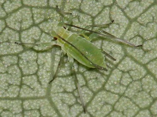 Illinoia liriodendri - photo 6