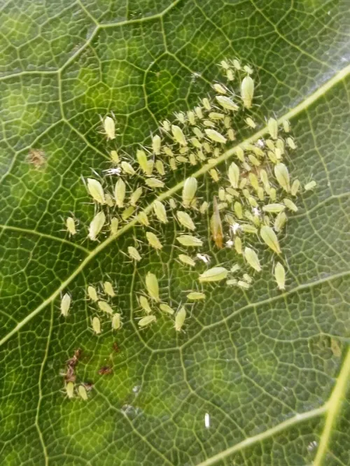 Illinoia liriodendri - photo 7