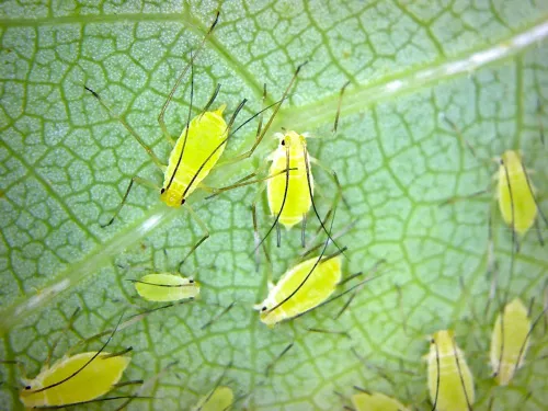 Illinoia liriodendri - photo 8