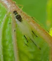 Green-striped Thimbleberry Aphid - photo 2