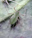 Illinoia menziesiae