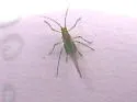 Illinoia morrisoni