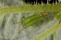 Illinoia rubicola