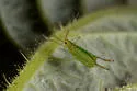 Illinoia rubicola - photo 2