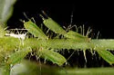 Illinoia rubicola - photo 3